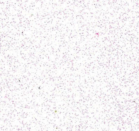 Gomma Crepla Glitter 50x70cm (Stafil) - Bianco